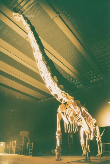 Turiasauria Femur - Silicom appling