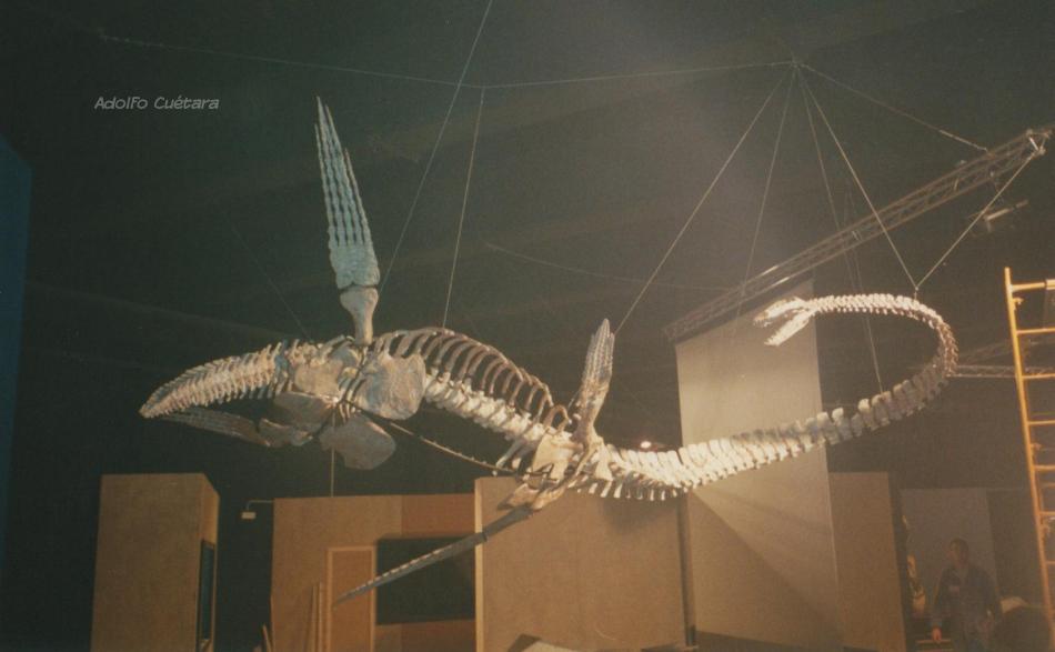 Elasmosaurus Dinopolis.jpeg