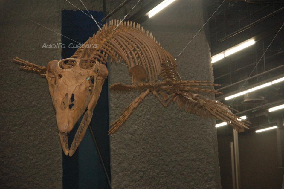 Prognathodon Mhnb 
