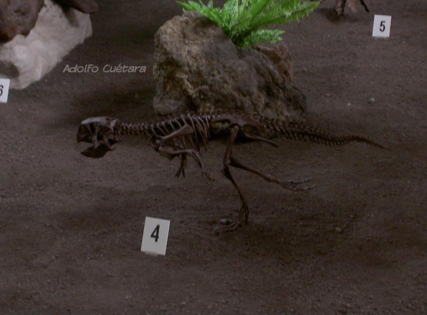 Psitacosaurus