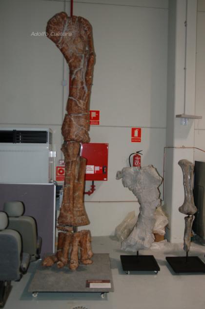 Turiasaurus front leg