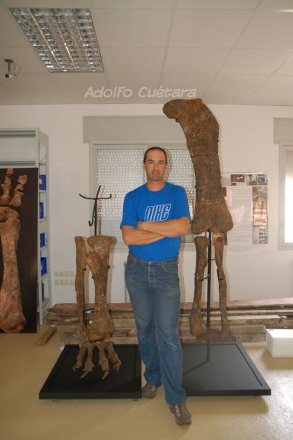 Castellon Sauropod Legs 