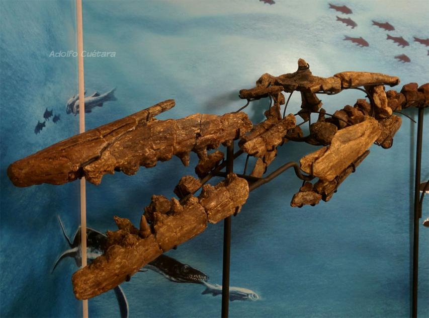Tylosaurus pembinensis