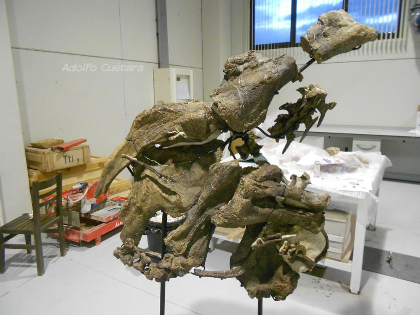 Dacentrurus jacket, steel detail