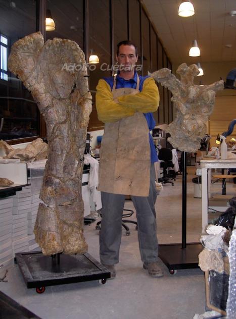 Turia Humero and vertebrae