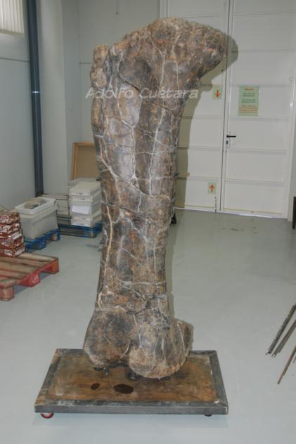 200 kg femur